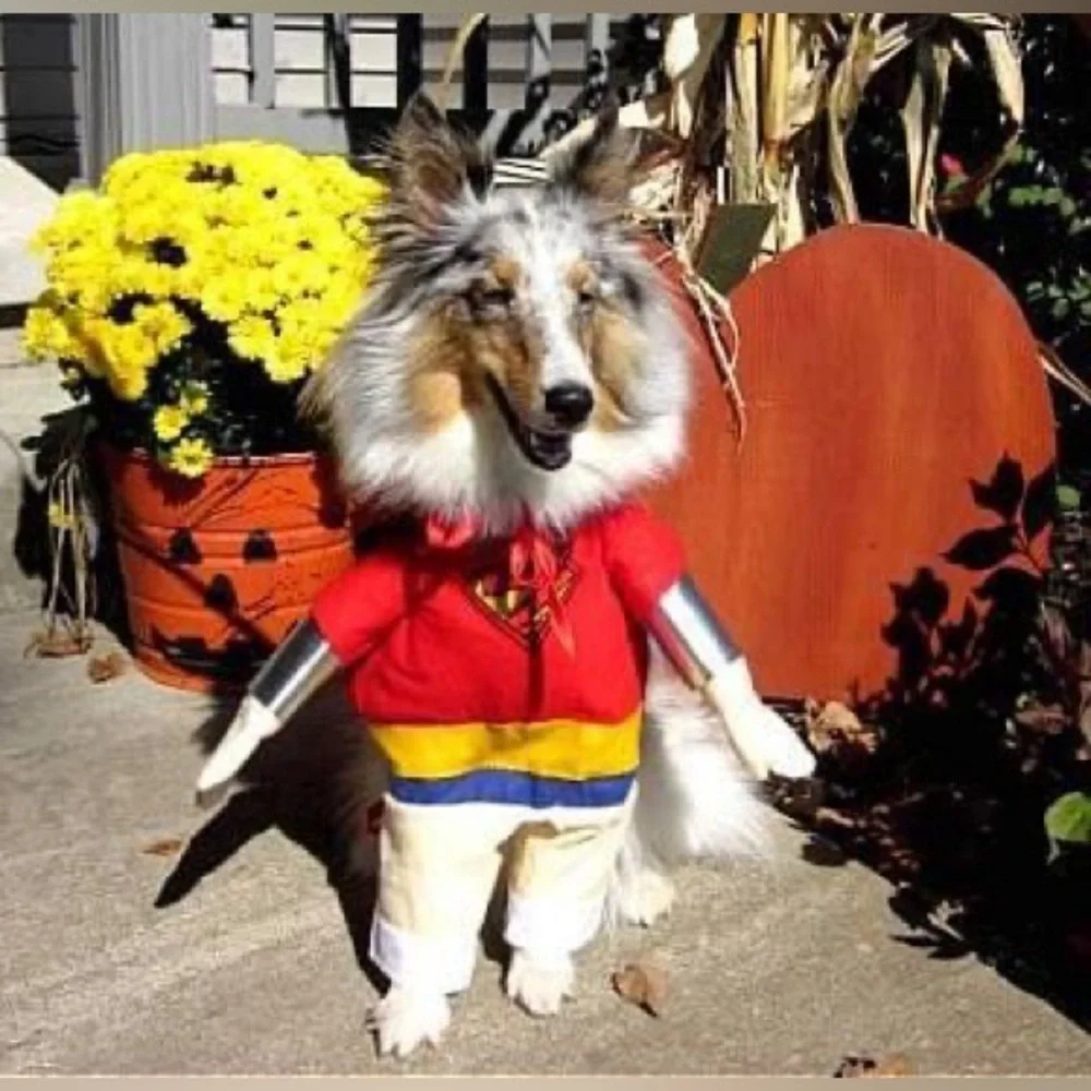 Pet Superhero Superman Halloween Costume Size M Dog